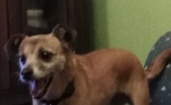 Clinica Veterinaria Entxozaga