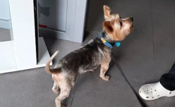 Clínica Veterinaria Balmacan