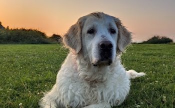 Centro Veterinario Ordosgoiti