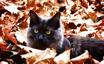 Clínica Veterinaria Izar