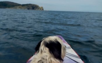 Clinica Veterinaria Mendieta