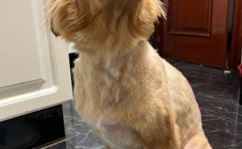 Clinica Veterinaria Cordeleria