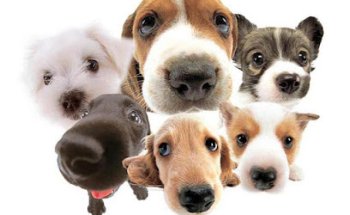 Clinica Veterinaria MIRIBILLA