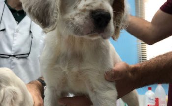 CLINICA VETERINARIA LEZAMA