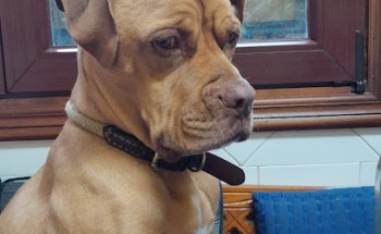 ANAT CLINICA VETERINARIA , SPA Y PELUQUERIA CANINA