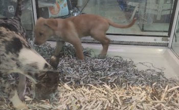 Clinica Sarriko Fauna