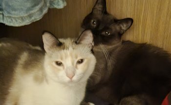 Consulta Veterinaria Bitxets