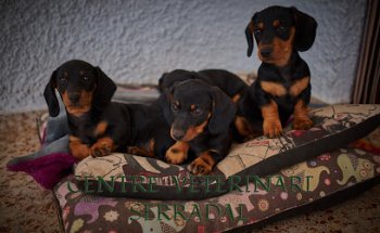 Centre Veterinari Serradal