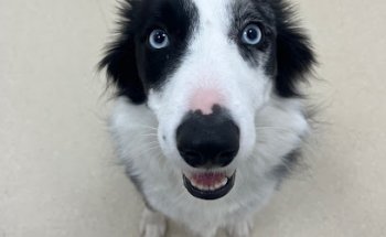 Clínica Veterinaria Almenara