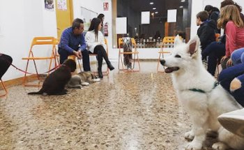 Etovet Castelló - Etologia Veterinaria