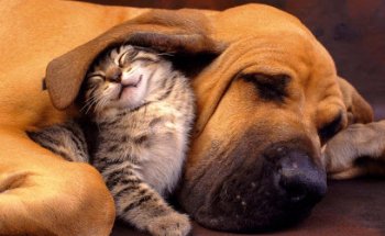 Consultorio Veterinario DelRío (Lda. María Rosa Muñoz Gutierrez. N° Coleg. 1068)