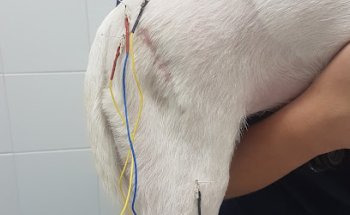VetySana Acupuntura veterinaria