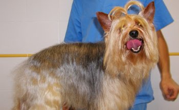 Veterinary Clinic San Anton