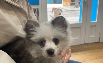 Veterinary Clinic Realejo