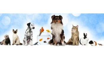 Anipals Veterinària