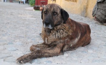 Telemedicina veterinaria Otura