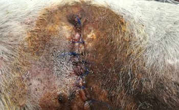 Clínica Veterinaria Natura