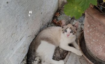 Telemedicina Veterinaria Granada. Alfacar