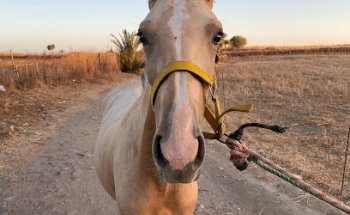 Clinica Veterinaria Zampivet