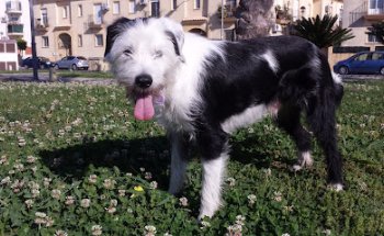 Clínica Veterinaria