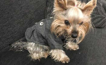 Clinica Veterinaria Toledano