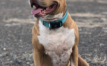 Centro Veterinario Arinaga Playa