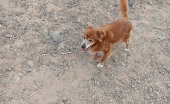 Centro Veterinario El Tablero