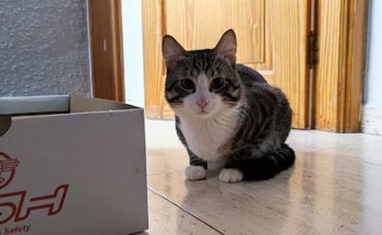 Clínica Veterinaria Agaete