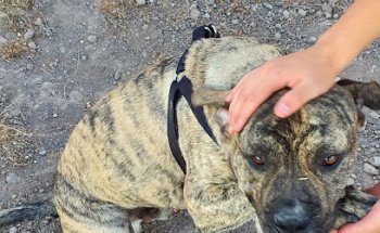 Clinica Veterinaria Principal