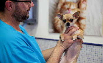 Veterinary clinic Cruce de Arinaga