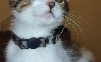 Centro Veterinario Nelo Pascual Las Canteras