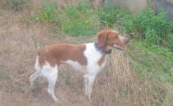 Clínica Veterinaria Trepalio