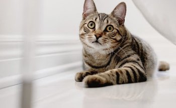 Clínica Veterinaria Cat y Can WECAN