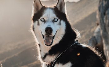 Gallarza Centro Veterinario