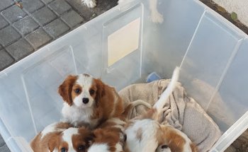 Centro Veterinario Mordiscos