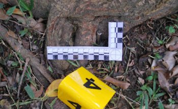 ASOCIACION ESPAÑOLA DE VETERINARIA FORENSE (AVEFO)