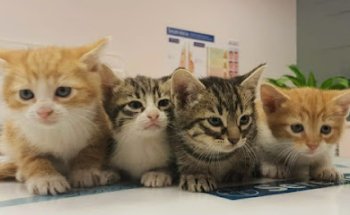 Clinica veterinaria jarama