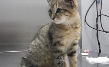 Clínica Veterinaria Villanueva de la Cañada - The Gorilla Vets Company