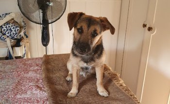 Clínica Veterinaria Valdebernardo