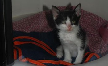 Veracruz Veterinary Clinic