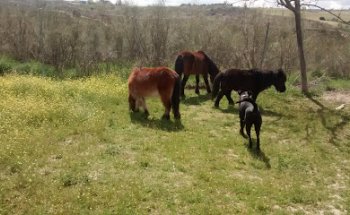 feline kennels and Cane