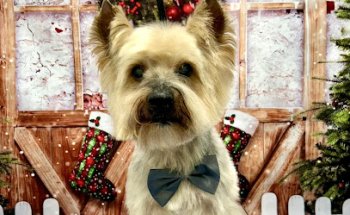 La Caseta Pet Shop | Veterinaria y Peluquería