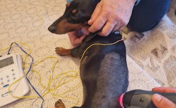 Rehabilitación Veterinaria Dinámica Animal