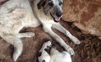 PetGreenes Veterinaria Especialista en Nutrición de Perros y Gatos.