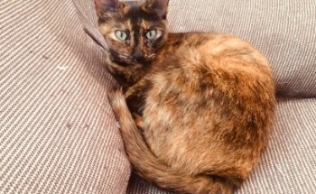 PetGreen Dietista Animal. Dra. Márcia Souza.