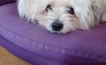 Clinica Veterinaria Godino