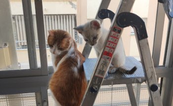 Como El Perro Y El Gato