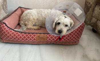 Animal Friend Vélez-Málaga