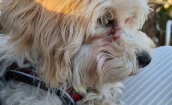 Centro Veterinario Gato Blanco Perro Negro