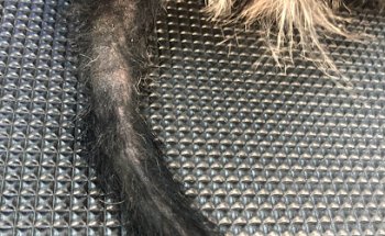 Peluquería & Guarderia de Mascotas Estrella Patazz